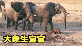 象妈妈数小时辛苦生宝宝，小象刚出生就200斤。