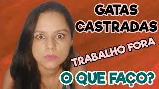 Gatas Castradas. Vou Ter Que Trabalhar o Dia Todo Fora. O Que Faço? 😟