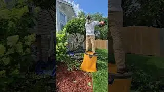 $220 in 3 Hours: Solo Summer Yard Makeover (feat. Surprise Wildlife!)