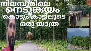 Nedunkayam Raine Forest Nilambur/ നിലമ്പൂരിലെ ഒരു കാട്ടുപാത