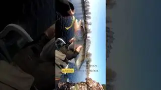 👉Уловистий силікон знайдете на сайті Wist: https://wist.com.ua/primanki/sylikonovi_prymanky/