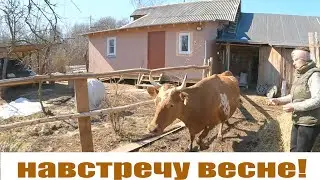 Эта "другая" весна с коровами, телега для мотоблока, огород уже ждет! Жизнь в деревне!