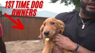 The Best Dog Breed For Beginners