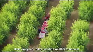 Awesome Agriculture Technology: Pomegranate Cultivation - Pomegranate Farm and Harvest