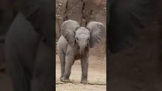 Elephant of the wild | tales of the wild & city