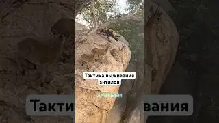 Тактика выживания антилоп #амитеш #животные
