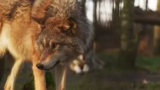 Beautiful Wolves with Forest Ambience Background Sounds 4K!