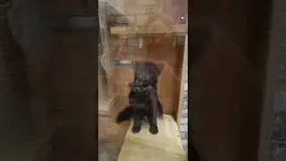 Наше знакомство с клеткой... Результат в конце видео 🙈 Решетки выстояли, стекло нет😈 Дьявол в деле.
