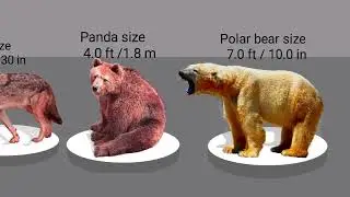 Biggest Animal Size Comparison | Real Size Comparison | 3D Animation Comparison