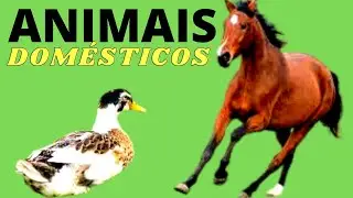 🦓ANIMAIS DOMÉSTICOS - Animais Legais.