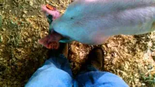 Cutest Baby Pig Ever