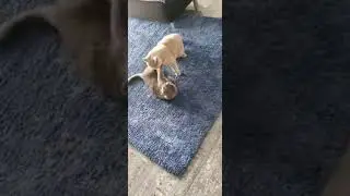 КОТЫ!