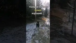создаём тренды #perrodog #рек #топ #собаки @dnevnik-konoblogera