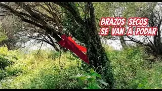 Podando los Arbolitos de Mezquite en el Rancho