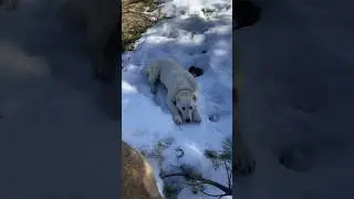 ТО, ЧТО НАШЛА СОБАКА В ЛЕСУ ПОВЕРГЛО МЕНЯ В ШОК 😱