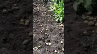 Убираем картошку 2 августа ранний сорт