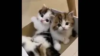 Compilation gattini