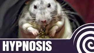 Rat Hypnosis 🐀🐀🐀🐀 [Hypnotic Induction]