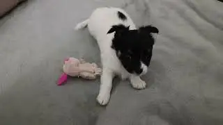 Смешная чишка-малышка😅😁🥰 Funny chihuahua puppy