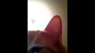 Cat eating