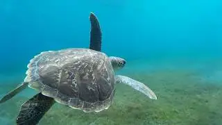 Tortue Guadeloupe 2019