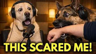 If Your Dog Suddenly Bites You, THIS Is What It Means..