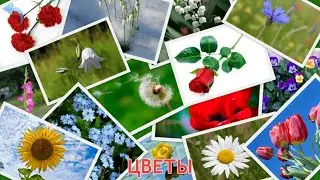 Цветы. Учим цветы. Малыш учит. Играем вместе. Игрушки и игры с детьми.
