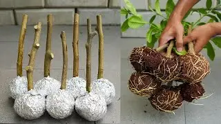 🌿Great method of propagation lemon trees, are you ready to grow your own lemon tree at home? 