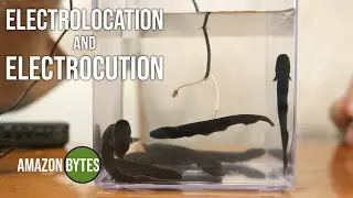 I put my microphone in a tank of (baby) electric eels