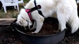 How to train a Great Pyrenees to till your garden and some tips about pigs.