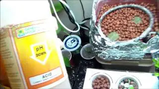 Testing the water's PH in the Organic Hydroponic System.