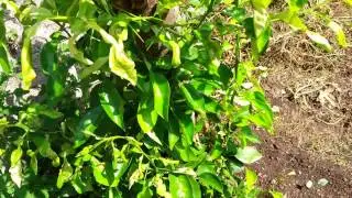 Potatura dei limoni - casaegiardino.it