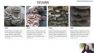 Picking productive oyster mushroom strains