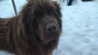 Собачки
