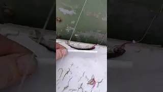 Рыбалка на хариуса КРУПНЯК