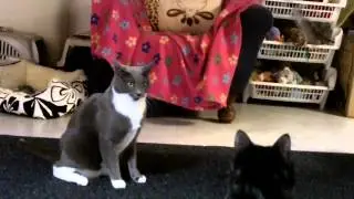 Giochiamo con le penne!