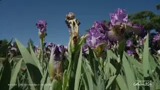 240605 Iris4U late season