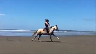 #1 Tribute to my Horses