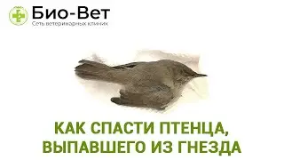 Птенец Выпал из Гнезда 🐥 Как Спасти // Правила Спасения Птенцов // Сеть Ветклиник БИО-ВЕТ