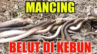 MANCING BELUT DI KEBUN #MANCING #IKAN #BELUT