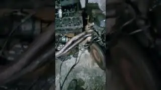 Запуск дизельного двигателя КРАБ Форд Транзит 2.5