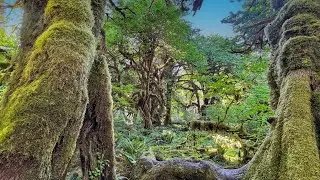 Immersed in Wilderness: Visiting Olympic National Forest.