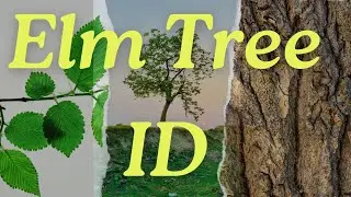 Ultimate Guide: How to Identify Elm Trees