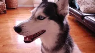 Mishka the Talking Husky's 300th Video!