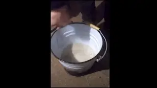 Проблема поноса у бычка