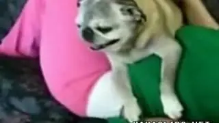 slightly possessed demon dog WMV V9