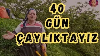 Karadeniz’de Çay Toplama - Sürmene