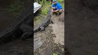 Alligator feeding by hand in the wild!