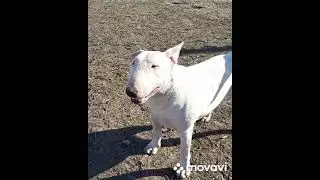 ПИТБУЛЬ,СТАФФ,БУЛЬТЕРЬЕР.жизнь трех кобелей.весна!!!!