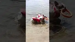Бульдоги и их игры у реки. Французский бульдог.#funnydogs #frenchbulldog #pets #dog #puppy #doglife